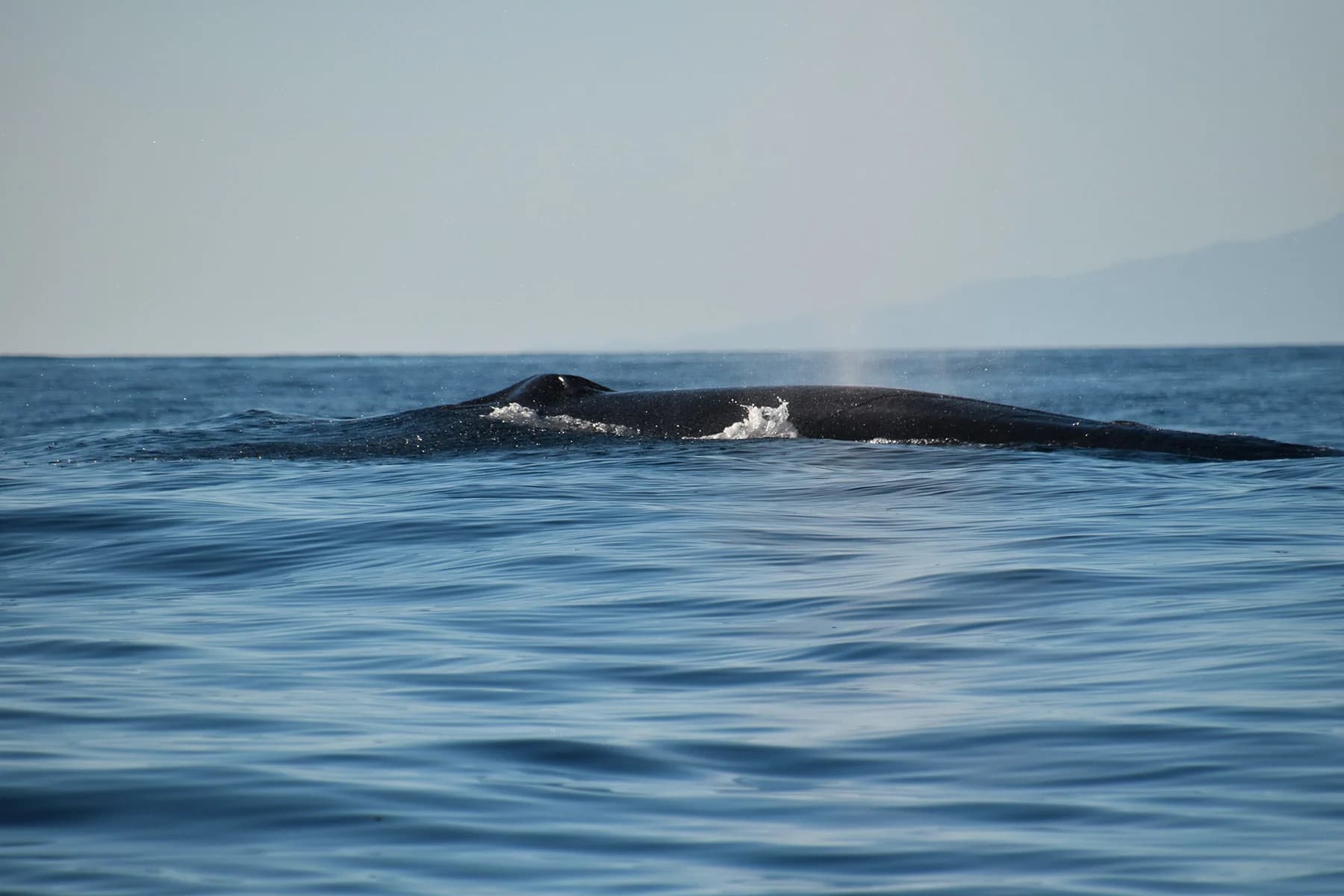 Ballenas: Majestuosos Titanes del Mar de Lanzarote slider thumbnail 3