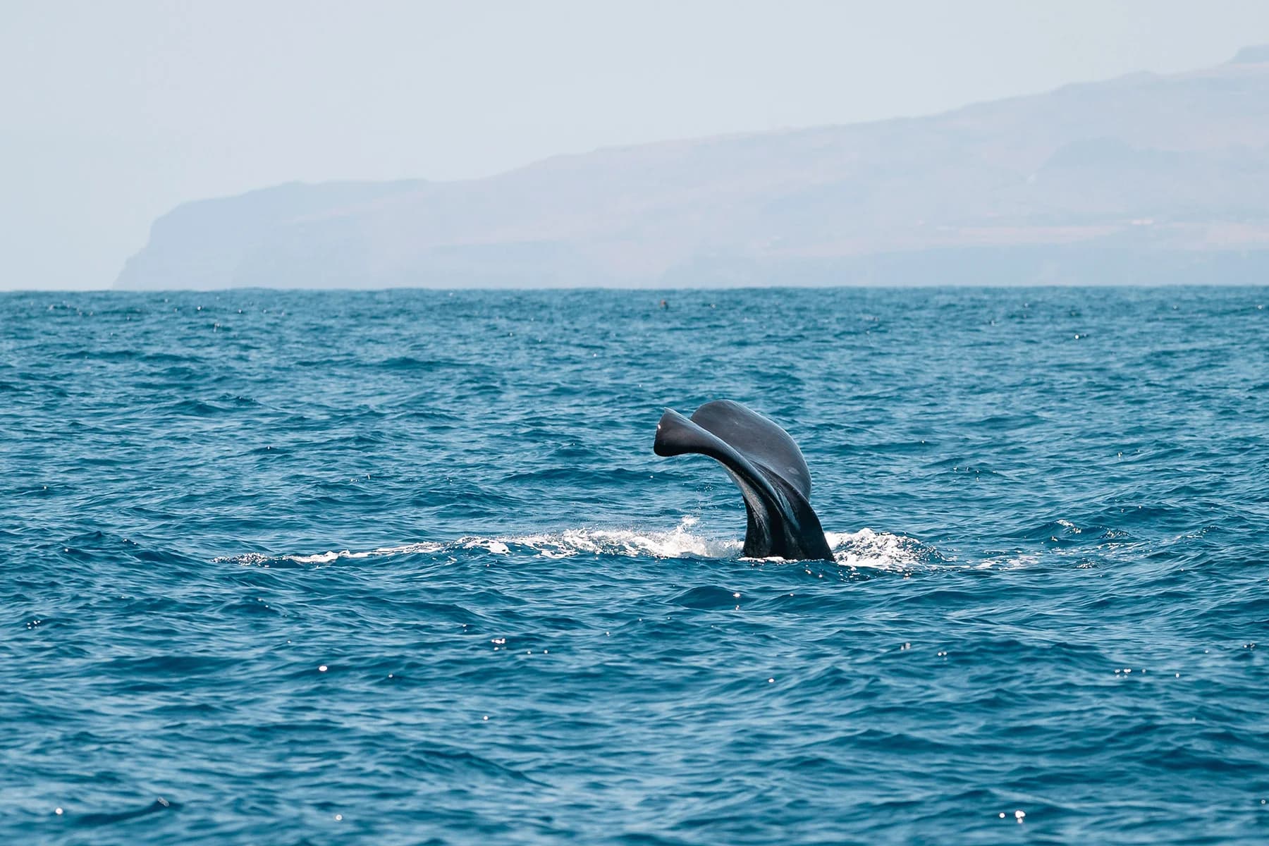 Ballenas: Majestuosos Titanes del Mar de Lanzarote slider thumbnail 1